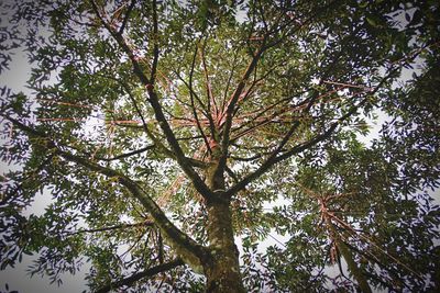 Low angle view of tree in forest against sky