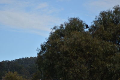 Low angle view of trees against sky