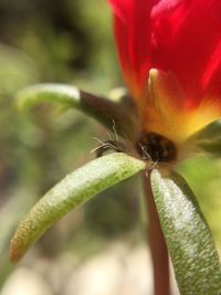 Close-up of red flower