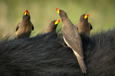 Four yellow-billed oxpeckers perch on cape buffalo