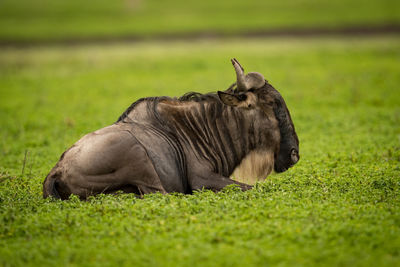 Wildebeest resting on grassy field