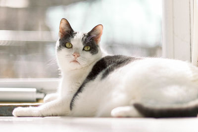 Portrait of cat sitting on floor