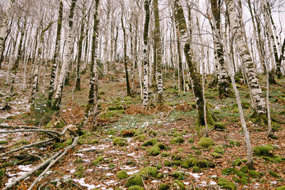 Trees in forest