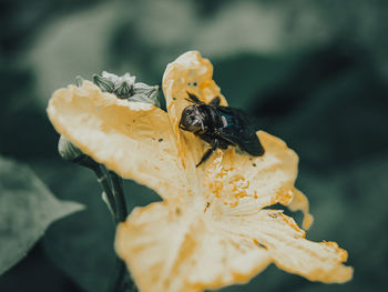 Close-up of bee pollinating flower