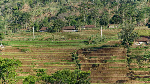 High angle view of trees growing in farm