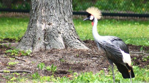 Close-up of a bird on field