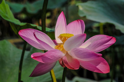 Close-up of pink water lily