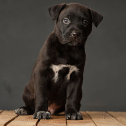 Close-up of black dog