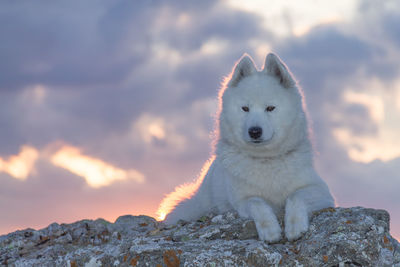 Dog sitting on rock against sky during sunset