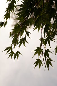 Low angle view of leaves on tree against sky