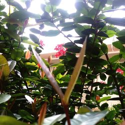 Low angle view of flower tree