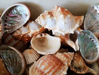 Close-up of shells