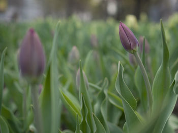 Close-up of purple flowering plant