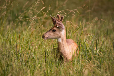 View of grassy field
