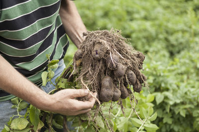 Midsection of farm worker holding potatoes on field