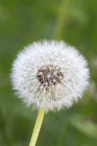 Close-up of dandelion flower