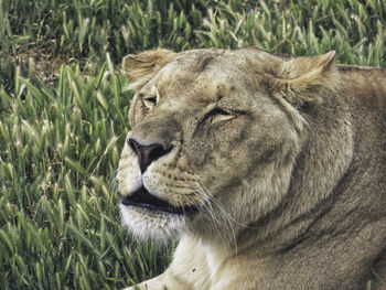 Close-up of a lion