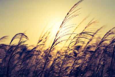 Close-up of wheat field against clear sky during sunset