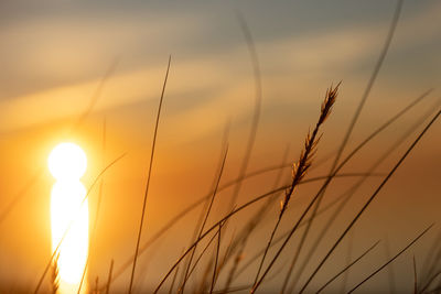 Coastal symphony. grass flourishing on baltic sands. grass at the baltic sea