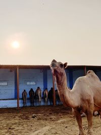 Horses in a desert