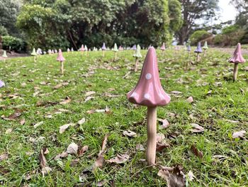 Close-up of mushrooms growing on field