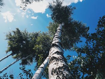 Low angle view of tree against sky
