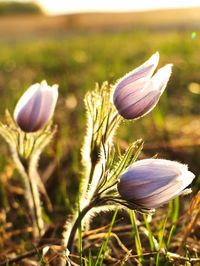 Close-up of purple crocus flowers on field