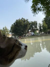 animal