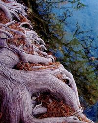 Rocks in water against trees