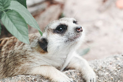 Close-up of an animal looking away