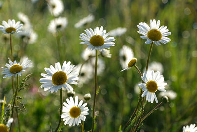 Close-up of white daisy flowers