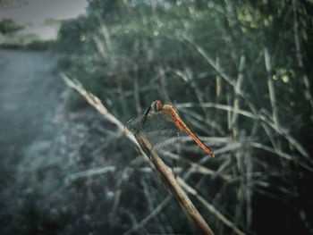 Close-up of insect on leaf