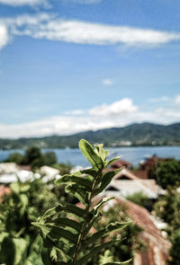 Close-up of plant against sky