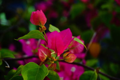 Close-up of pink bougainvillea plant