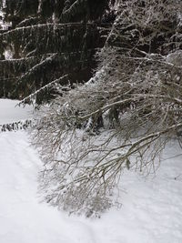 Snow covered trees on landscape