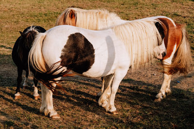 animal