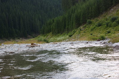Scenic view of waterfall in forest