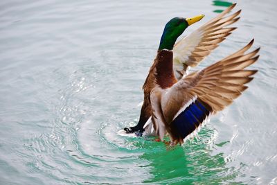 Duck swimming on lake