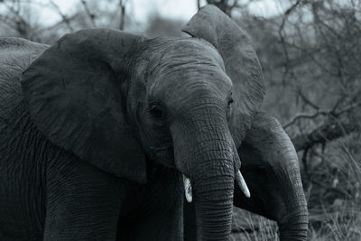 Close-up of mother elephant and calf