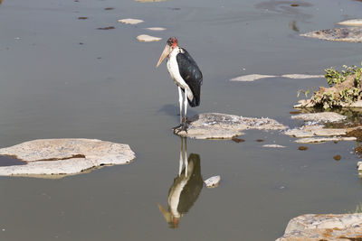 Bird perching on rock in lake