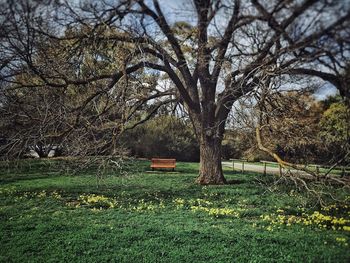 Trees in park