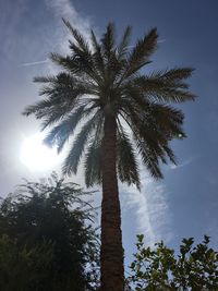 Low angle view of coconut palm tree against sky