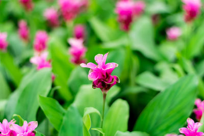 Close-up of pink flowering plant