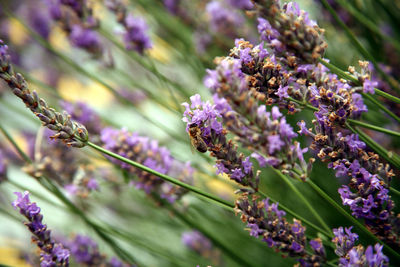 Close-up of purple flowering plant