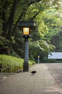 Street light on footpath in park