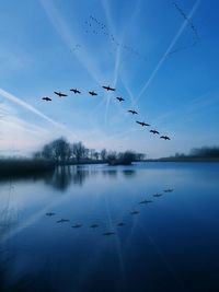 Reflection of silhouette birds in lake against blue sky at dusk