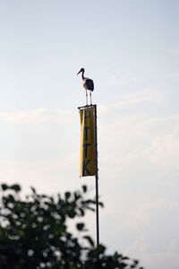 Low angle view of bird perching on pole against sky