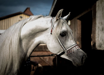 Close-up of the head of a white horse