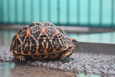 Close-up of a tortoise in the rain 