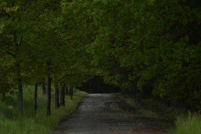 Road amidst trees